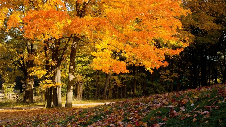 Fall Trees Mac Wallpaper