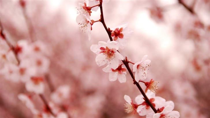 Cherry Blossom Mac Wallpaper