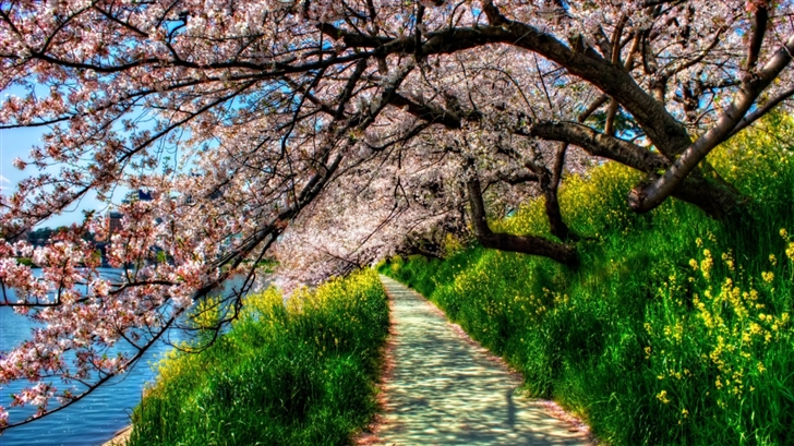 Cherry Blossom Tunnel Mac Wallpaper