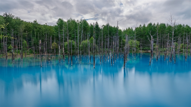 Flooded Forest Mac Wallpaper