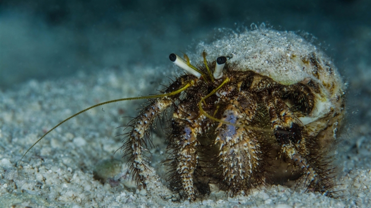 Crab Underwater Mac Wallpaper