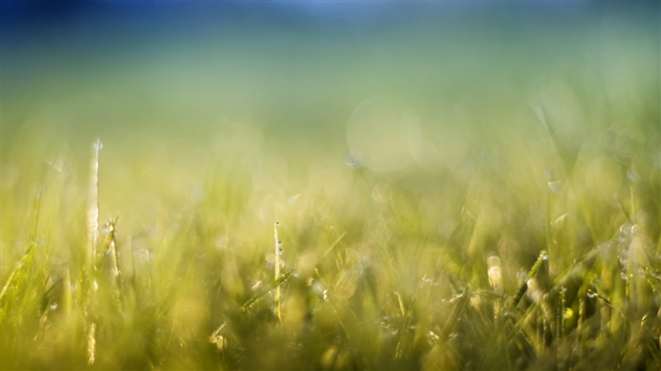 Grass Meadow Mac Wallpaper