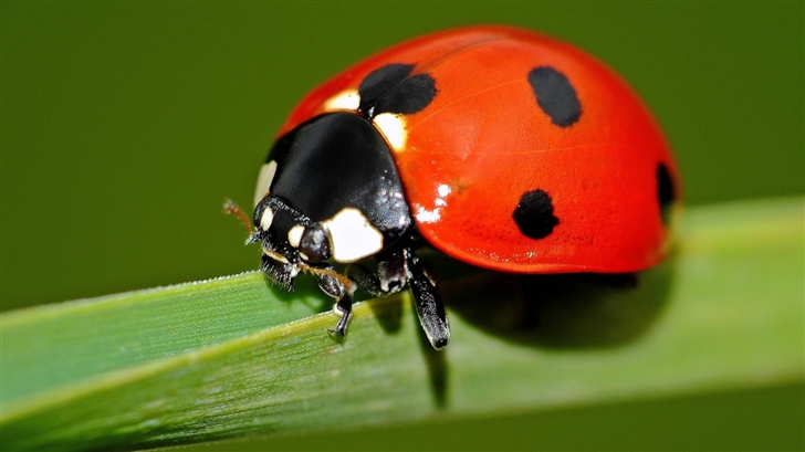 Ladybird Explore Mac Wallpaper