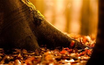 Fallen Leaves Covering The Ground All Mac wallpaper