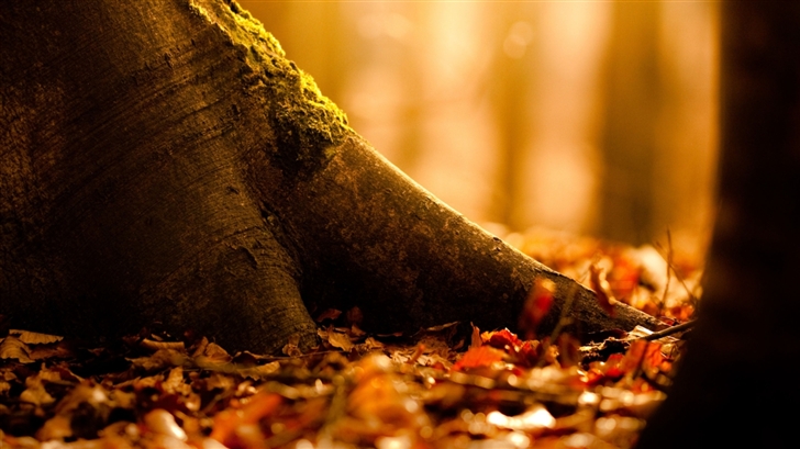 Fallen Leaves Covering The Ground Mac Wallpaper