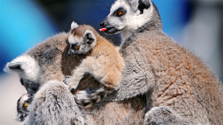 Funny Lemurs Mac Wallpaper
