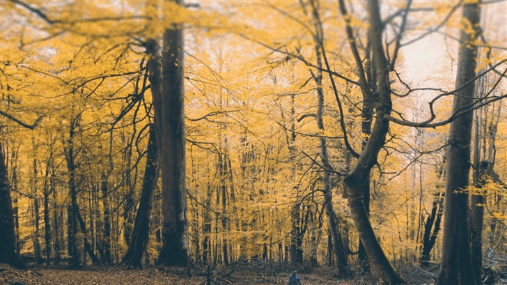 Autumn Forest Mac Wallpaper