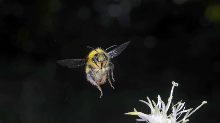 Bumblebee In Flight Macro Photography Mac Wallpaper