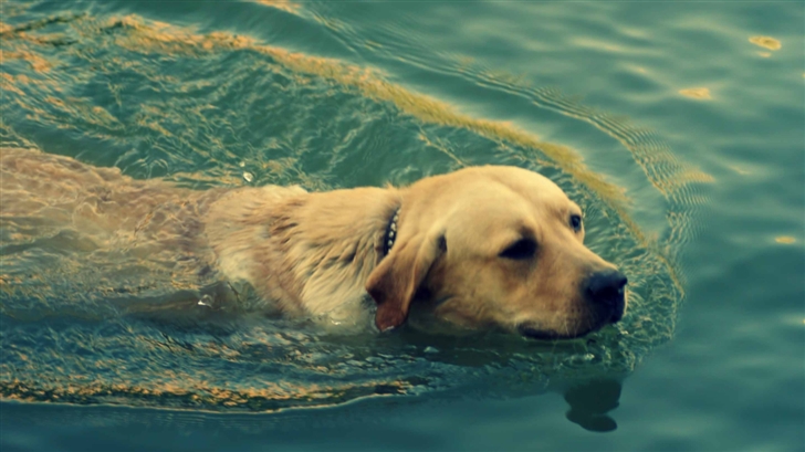 Dog Swimming Mac Wallpaper