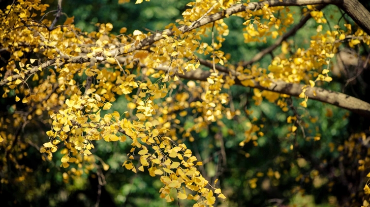 Ginkgo Tree Yellow Leaves Mac Wallpaper
