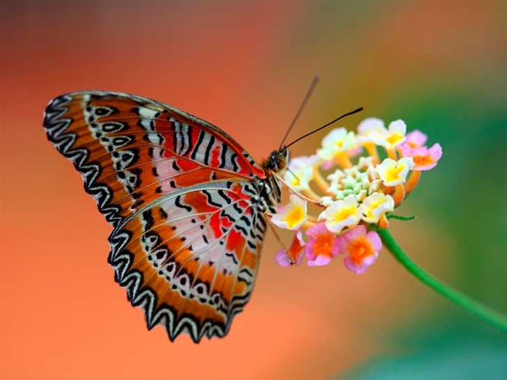 Butterfly On Flower Mac Wallpaper