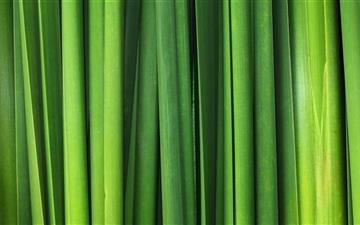 Green Grass Blades All Mac wallpaper