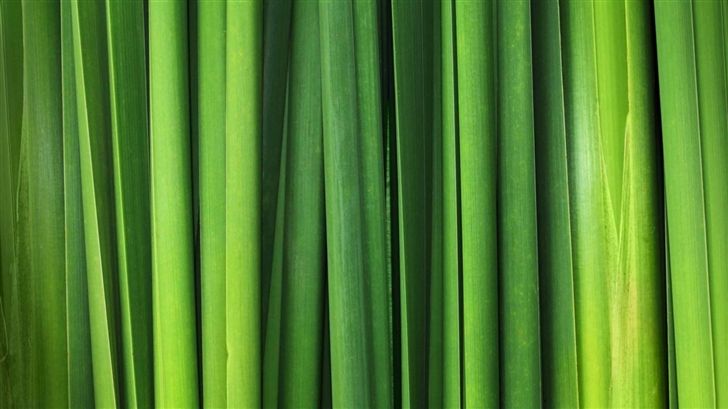 Green Grass Blades Mac Wallpaper