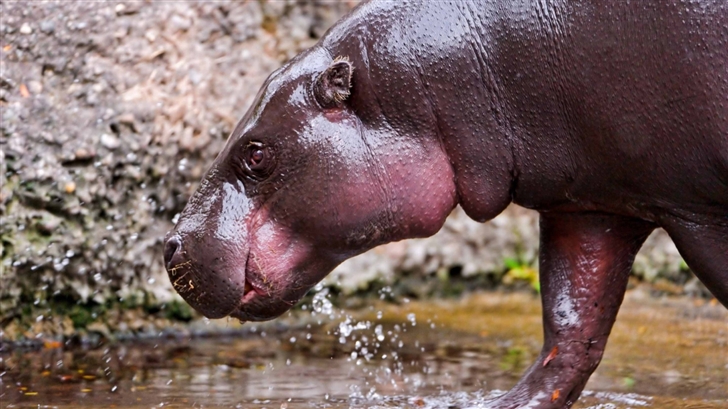 Hippo Walking In The River Mac Wallpaper