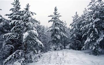 Fir Trees Covered In Snow All Mac wallpaper