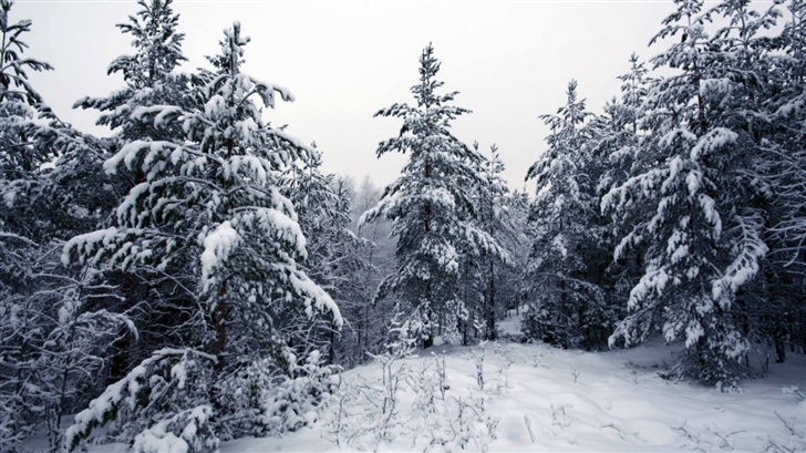 Fir Trees Covered In Snow Mac Wallpaper