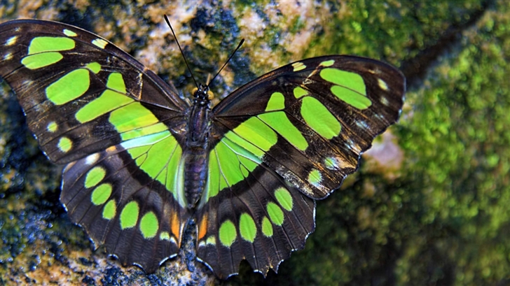 Green Butterfly Mac Wallpaper