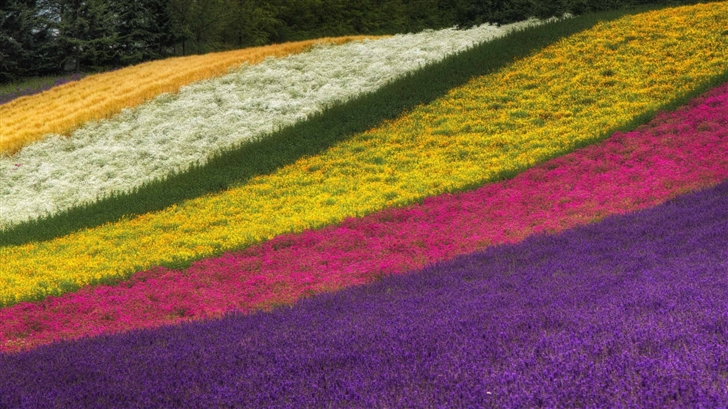 Rainbow Field Mac Wallpaper