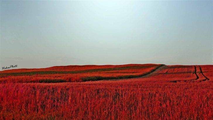 Red Meadow Mac Wallpaper