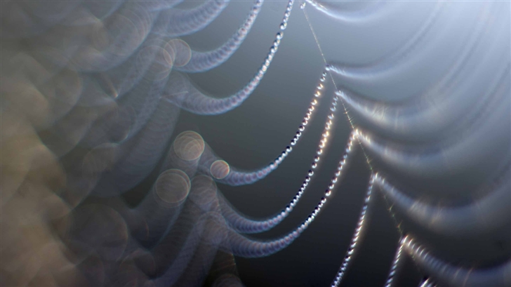 Spider Web Dew Mac Wallpaper