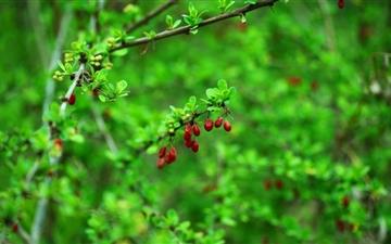 Spring Berries And Leaves All Mac wallpaper