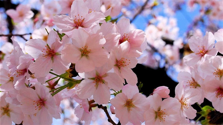 Spring Pink Blossoms Mac Wallpaper