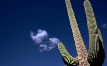 Saguaro Cactus All Mac wallpaper
