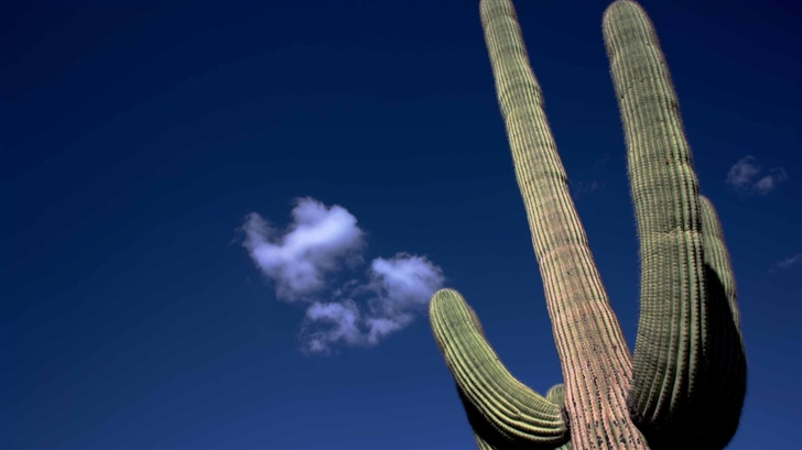 Saguaro Cactus Mac Wallpaper
