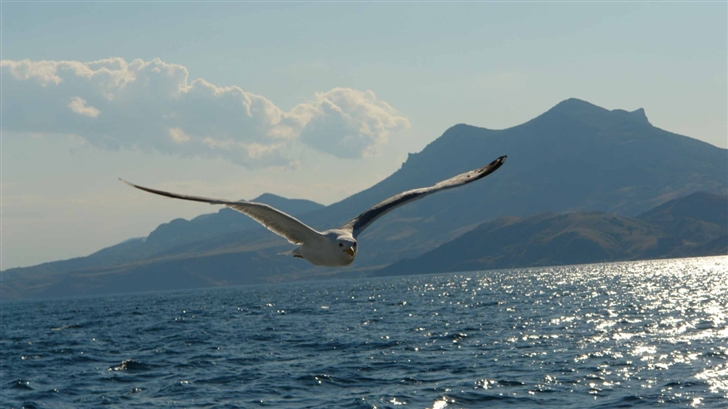 Seagull Above Lake Mac Wallpaper