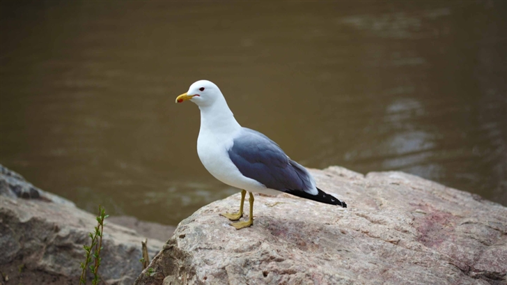 Seagull Standing On Rock Mac Wallpaper