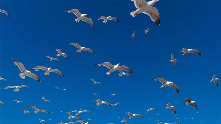 The Seagulls Mac Wallpaper