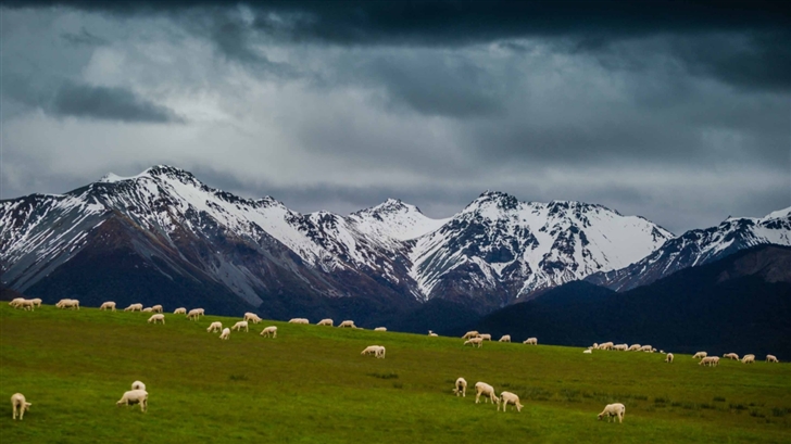 Sheep On Mountain Pasture Mac Wallpaper