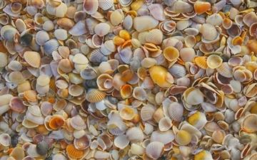 Shells On The Beach All Mac wallpaper