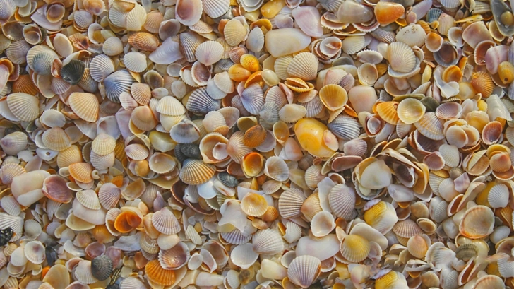 Shells On The Beach Mac Wallpaper