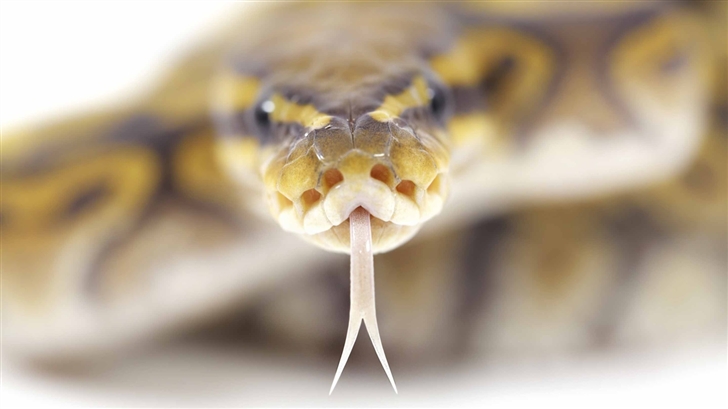 Snake Close Up Mac Wallpaper