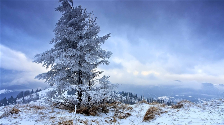 Solitary Fir Tree Winter Mac Wallpaper
