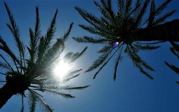 Sunlight Through Palm Trees All Mac wallpaper