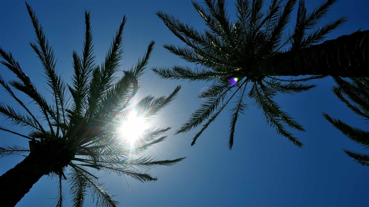 Sunlight Through Palm Trees Mac Wallpaper