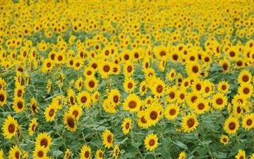 Sunflower Field All Mac wallpaper
