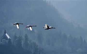Swans Flying Over Lake All Mac wallpaper