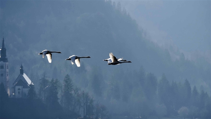 Swans Flying Over Lake Mac Wallpaper