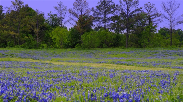 Texas Bluebonnet Field  Mac Wallpaper