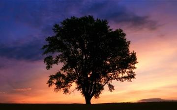 Tree Silhouette Photography All Mac wallpaper