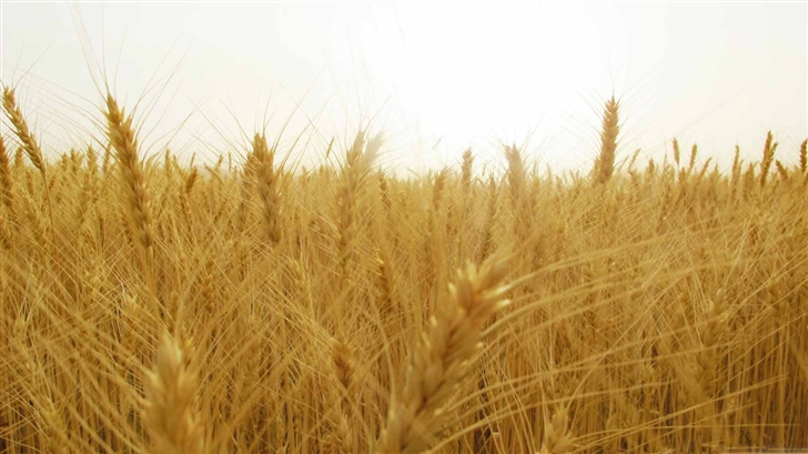 Wheat Field Mac Wallpaper