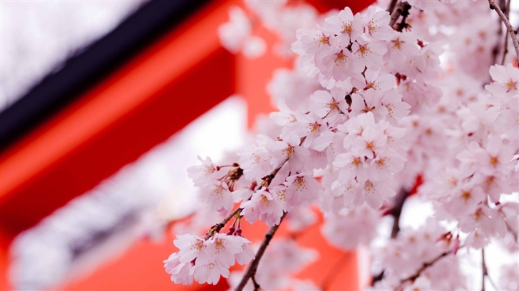 White Cherry Blossoms Mac Wallpaper