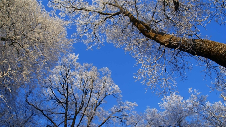 White Trees Against A Blue Sky Mac Wallpaper