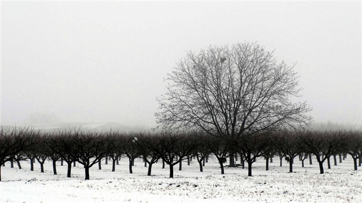 Winter Tree Mac Wallpaper