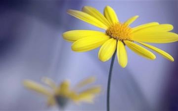 Yellow Flower With Stem All Mac wallpaper