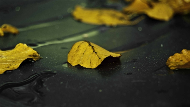 Yellow Leaves On Wet Asphalt Mac Wallpaper