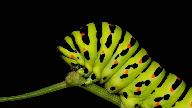 Caterpillar Walking Mac Wallpaper
